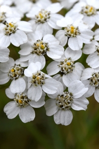 Rölleka, Achillea millefolium