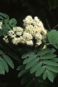 Rönn, Sorbus aucuparia