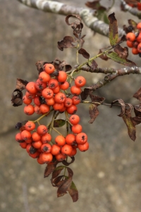 Rönnbär, Sorbus aucuparia
