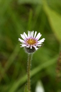 Rosenbinka, Erigeron borealis