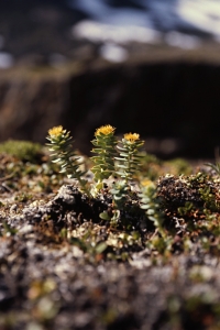 Rosenrot, Rhodiola rosea
