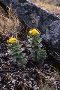 Rosenrot, Rhodiola rosea