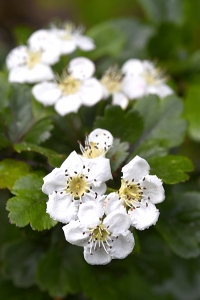Rundhagtorn, Crataegus laevigata, hagtorn