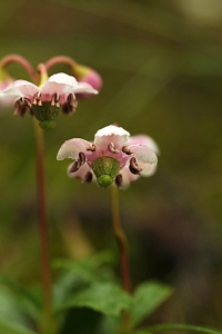 Ryl, Chimaphila umbellata