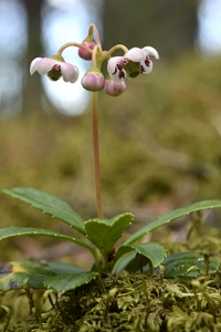 Ryl, Chimaphila umbellata