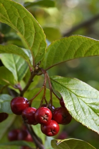 Rynkoxbär, Cotoneaster bullatus
