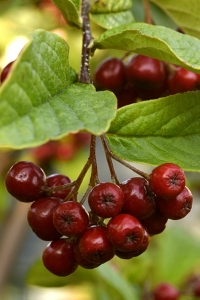 Rynkoxbär, Cotoneaster bullatus