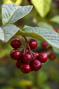 Rynkoxbär, Cotoneaster bullatus