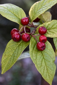 Rynkoxbär, Cotoneaster bullatus