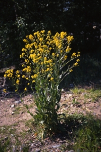Ryssgubbe, Bunias orientalis