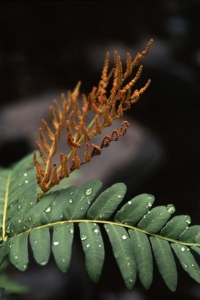 Safsa, Kungsbräken, Osmunda regalis