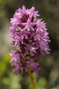 Salepsrot, Anacamptis pyramidalis