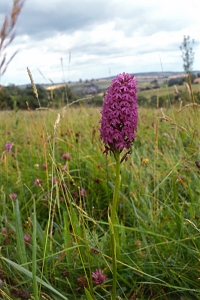 Salepsrot, Anacamptis pyramidalis