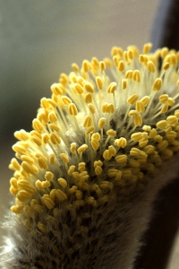 Sälg, Salix caprea