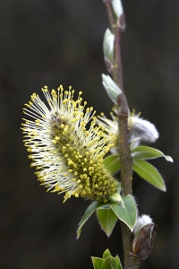 Sälg, Salix caprea