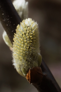 Sälg, Salix caprea, Vide