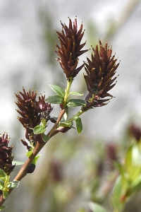 Hundvide, Salix repens