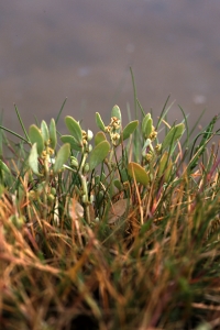 Saltmålla, Atriplex pedunculata