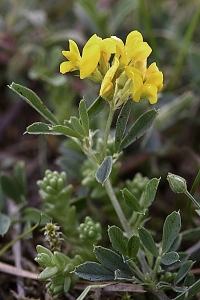 Gullusern, Medicago sativa ssp. falcata