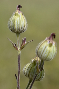 Sandglim, Silene conica