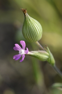 Sandglim, Silene conica