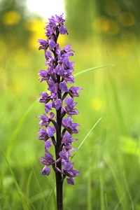 Sankt Pers nycklar, Orchis mascula