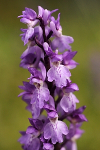 Sankt Pers nycklar, Orchis mascula