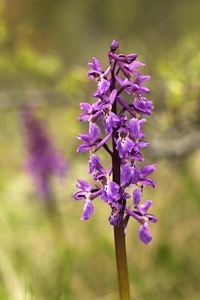 Sankt Pers nycklar, Orchis mascula