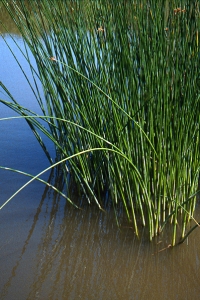 Säv, Schoenoplectus lacustris