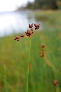 Säv, Schoenoplectus lacustris