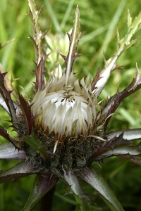 Silvertistel, Carlina acaulis