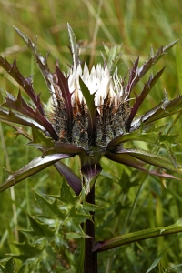 Silvertistel, Carlina acaulis
