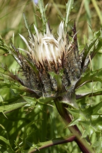 Silvertistel, Carlina acaulis