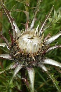 Silvertistel, Carlina acaulis