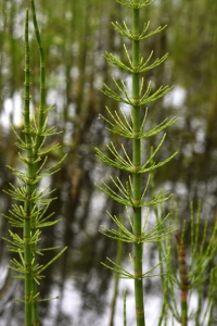 Sjöfräken, Equisetum fluviatile