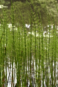 Sjöfräken, Equisetum fluviatile