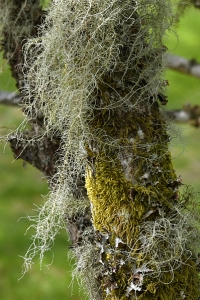 Skägglav, Usnea dasopoga