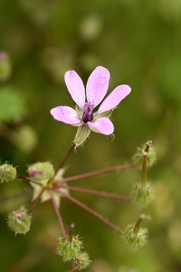 Skatnäva, Erodium cicutarium