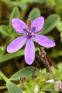 Skatnäva, Erodium cicutarium