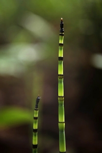 Skavfräken, Equisetum hyemale