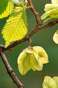 Alm, Ulmus glabra, Skogsalm
