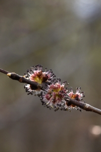 Skogsalm, Ulmus glabra, alm