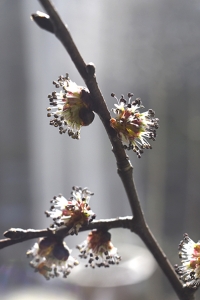 Skogsalm, Ulmus glabra, alm