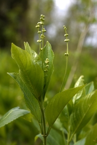 Skogsbingel, Mercurialis perennis