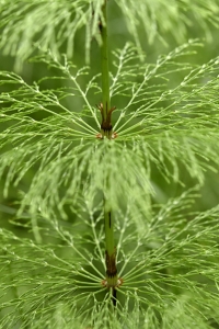 Skogsfräken, Equisetum sylvaticum, fräken