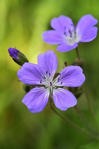 Midsommarblomster, Geranium sylvaticum, Skogsnäva