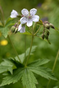 Skogsnäve, Geranium sylvaticum, näva, nävor, midsommarblomster