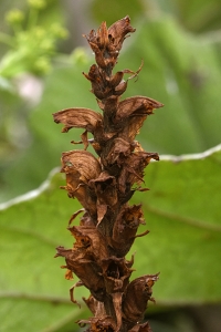 Skråpsnyltrot, Orobanche flava