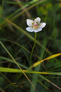 Slåtterblomma, Parnassia palustris