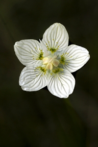 Slåtterblomma, Parnassia palustris